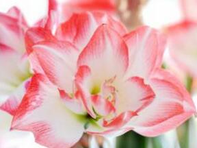 Amaryllis