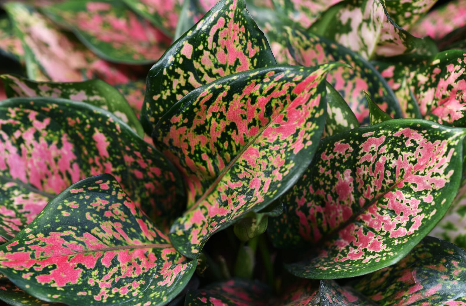 De Aglaonema