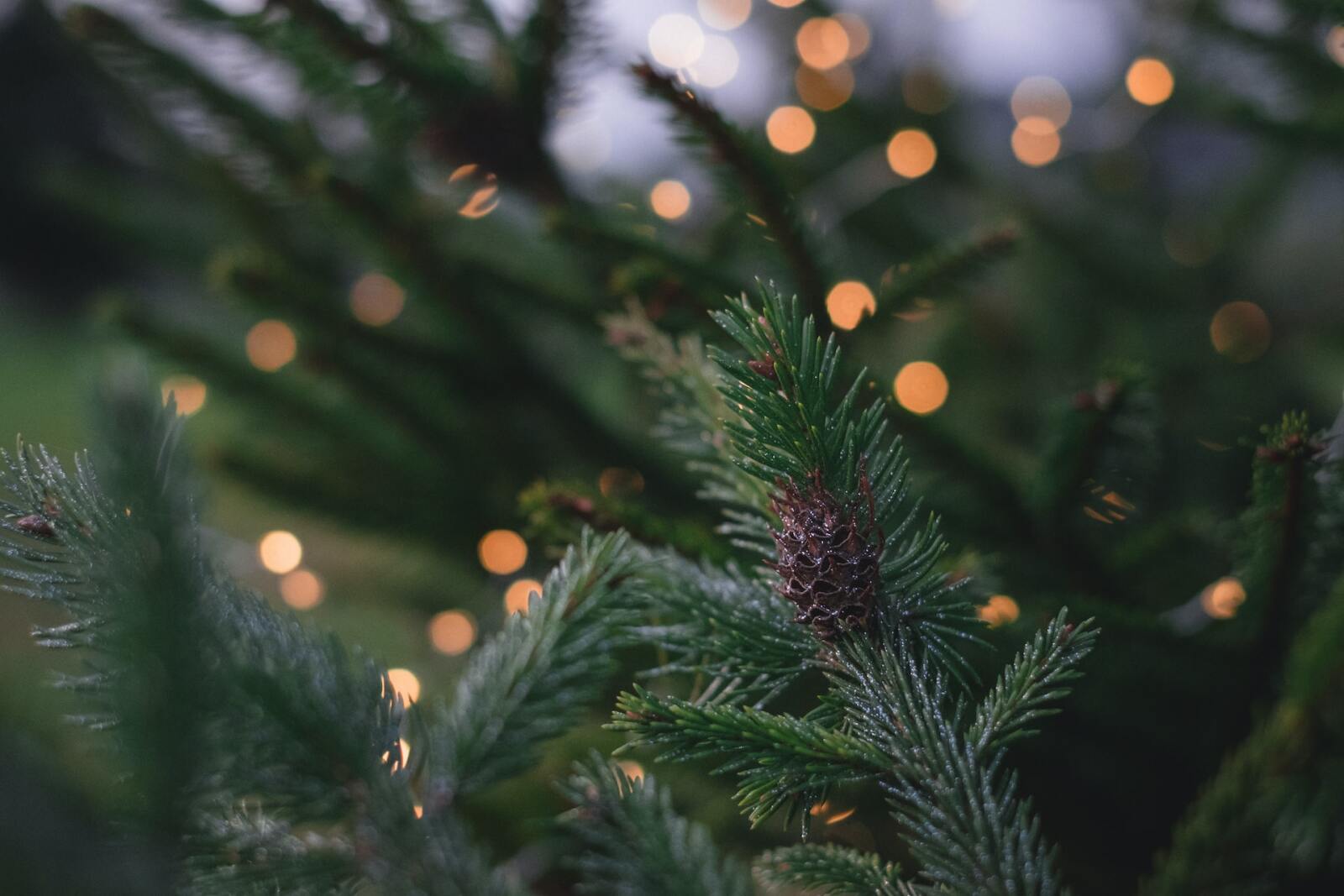 Verzorging van kerstbomen: veelgestelde vragen