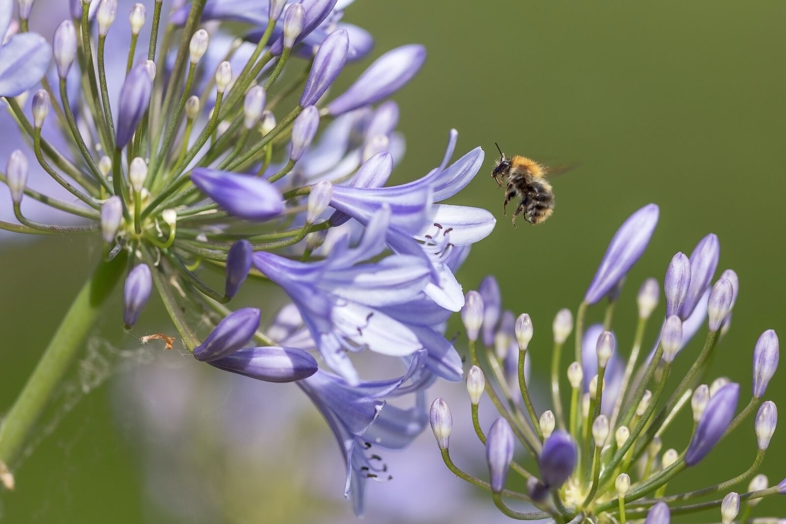 De Agapanthus, een prachtige terrasplant