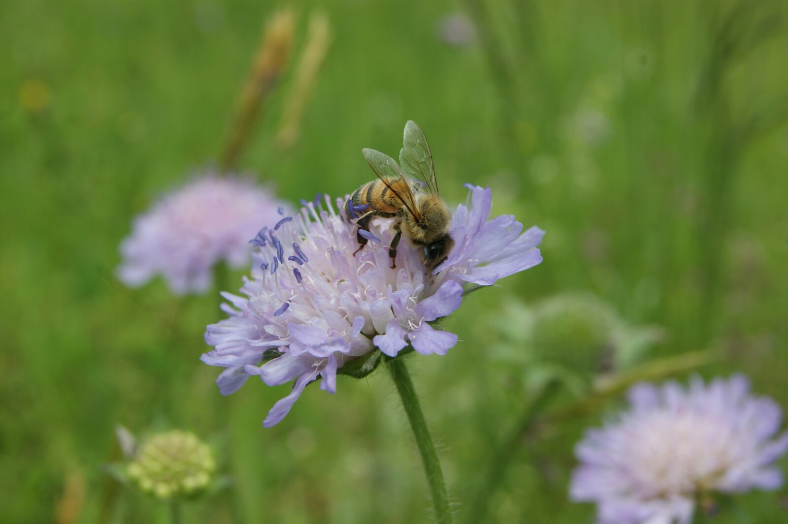 Geef je tuin een duurzame toekomst