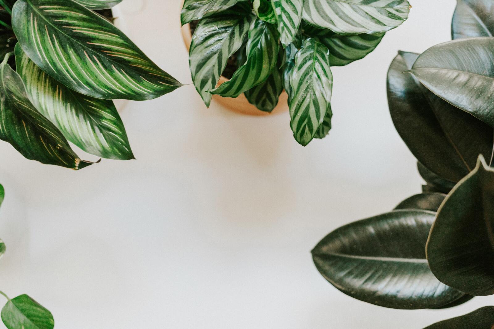 Hoe verzorg ik een Calathea?