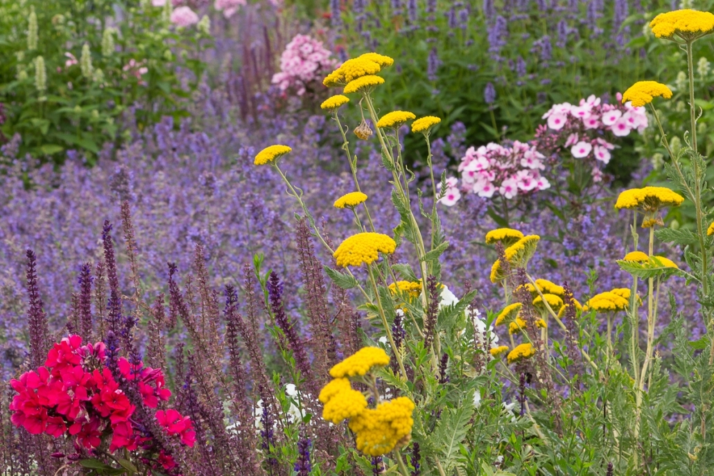 De geurende tuin