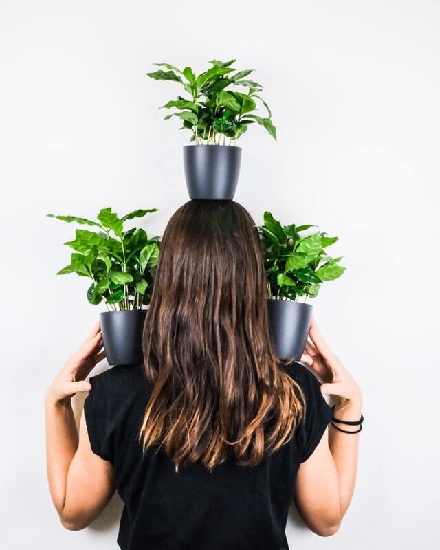 De koffieplant