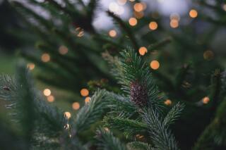 Verzorging van kerstbomen: veelgestelde vragen