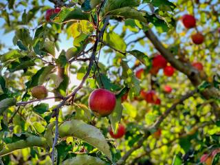 Fruitbomen & kleinfruit: hoe begin ik eraan?