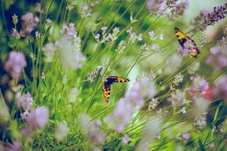 Onthard je tuin voor een beter milieu