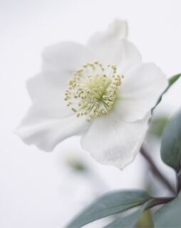 Alles over de kerstroos of Helleborus