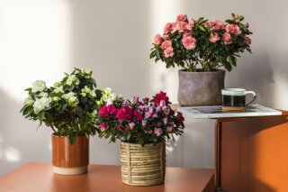 De Gentse azalea
