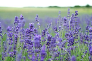Lavendel snoeien doe je zo!