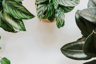 Hoe verzorg ik een Calathea?