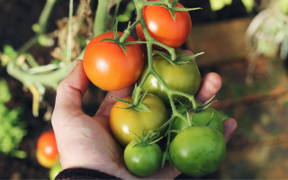 Zelf tomaten kweken