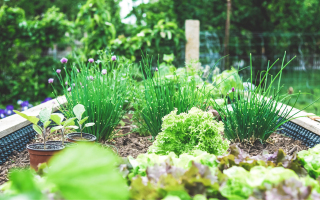 Aan de slag in je eigen moestuin