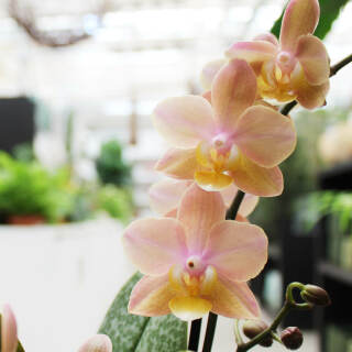orchidee