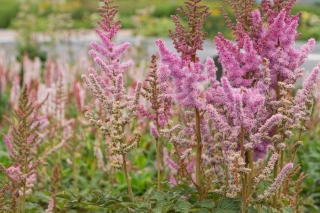 De schaduwtuin