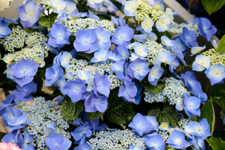 Alles over de hortensia