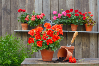 Geniet van de zomer met geraniums