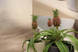 De ananasplant